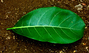  ( - BioBot01561)  @11 [ ] CreativeCommons - Attribution Non-Commercial Share-Alike (2010) Daniel H. Janzen Guanacaste Dry Forest Conservation Fund
