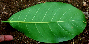  ( - BioBot01561)  @11 [ ] CreativeCommons - Attribution Non-Commercial Share-Alike (2010) Daniel H. Janzen Guanacaste Dry Forest Conservation Fund