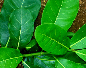  ( - BioBot01561)  @11 [ ] CreativeCommons - Attribution Non-Commercial Share-Alike (2010) Daniel H. Janzen Guanacaste Dry Forest Conservation Fund