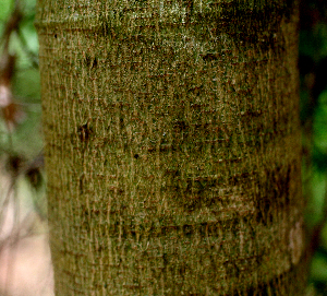  (Inga sapindoides - BioBot01563)  @11 [ ] CreativeCommons - Attribution Non-Commercial Share-Alike (2010) Daniel H. Janzen Guanacaste Dry Forest Conservation Fund