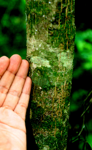  ( - BioBot01564)  @11 [ ] CreativeCommons - Attribution Non-Commercial Share-Alike (2010) Daniel H. Janzen Guanacaste Dry Forest Conservation Fund