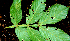  ( - BioBot01564)  @11 [ ] CreativeCommons - Attribution Non-Commercial Share-Alike (2010) Daniel H. Janzen Guanacaste Dry Forest Conservation Fund