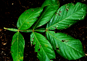  ( - BioBot01564)  @11 [ ] CreativeCommons - Attribution Non-Commercial Share-Alike (2010) Daniel H. Janzen Guanacaste Dry Forest Conservation Fund