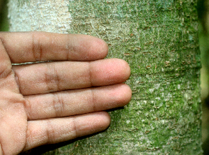  ( - BioBot01565)  @11 [ ] CreativeCommons - Attribution Non-Commercial Share-Alike (2010) Daniel H. Janzen Guanacaste Dry Forest Conservation Fund