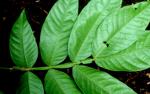  ( - BioBot01565)  @11 [ ] CreativeCommons - Attribution Non-Commercial Share-Alike (2010) Daniel H. Janzen Guanacaste Dry Forest Conservation Fund