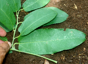  (Aristolochia tonduzii - BioBot01569)  @11 [ ] CreativeCommons - Attribution Non-Commercial Share-Alike (2010) Daniel H. Janzen Guanacaste Dry Forest Conservation Fund