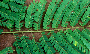  ( - BioBot01571)  @11 [ ] CreativeCommons - Attribution Non-Commercial Share-Alike (2010) Daniel H. Janzen Guanacaste Dry Forest Conservation Fund