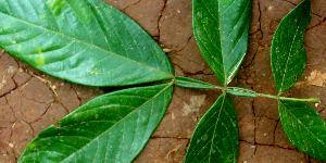  ( - BioBot01584)  @11 [ ] CreativeCommons - Attribution Non-Commercial Share-Alike (2010) Daniel H. Janzen Guanacaste Dry Forest Conservation Fund