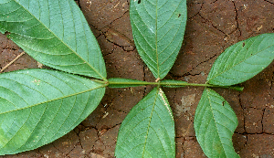  ( - BioBot01584)  @11 [ ] CreativeCommons - Attribution Non-Commercial Share-Alike (2010) Daniel H. Janzen Guanacaste Dry Forest Conservation Fund