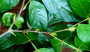  ( - BioBot01584)  @11 [ ] CreativeCommons - Attribution Non-Commercial Share-Alike (2010) Daniel H. Janzen Guanacaste Dry Forest Conservation Fund