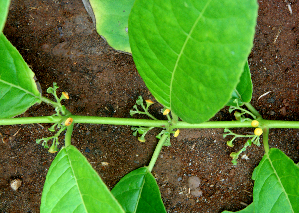  ( - BioBot01600)  @11 [ ] CreativeCommons - Attribution Non-Commercial Share-Alike (2010) Daniel H. Janzen Guanacaste Dry Forest Conservation Fund