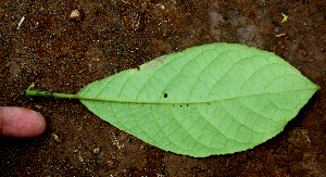  ( - BioBot01600)  @11 [ ] CreativeCommons - Attribution Non-Commercial Share-Alike (2010) Daniel H. Janzen Guanacaste Dry Forest Conservation Fund