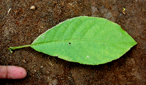  ( - BioBot01600)  @11 [ ] CreativeCommons - Attribution Non-Commercial Share-Alike (2010) Daniel H. Janzen Guanacaste Dry Forest Conservation Fund