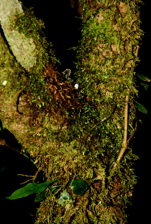  ( - BioBot01601)  @11 [ ] CreativeCommons - Attribution Non-Commercial Share-Alike (2010) Daniel H. Janzen Guanacaste Dry Forest Conservation Fund