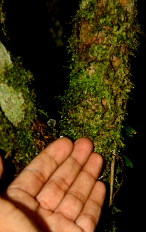  ( - BioBot01601)  @11 [ ] CreativeCommons - Attribution Non-Commercial Share-Alike (2010) Daniel H. Janzen Guanacaste Dry Forest Conservation Fund