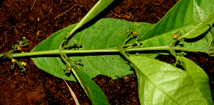  ( - BioBot01601)  @11 [ ] CreativeCommons - Attribution Non-Commercial Share-Alike (2010) Daniel H. Janzen Guanacaste Dry Forest Conservation Fund