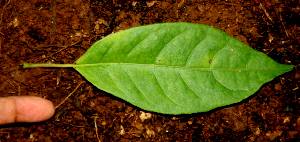  ( - BioBot01601)  @11 [ ] CreativeCommons - Attribution Non-Commercial Share-Alike (2010) Daniel H. Janzen Guanacaste Dry Forest Conservation Fund