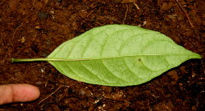  ( - BioBot01601)  @11 [ ] CreativeCommons - Attribution Non-Commercial Share-Alike (2010) Daniel H. Janzen Guanacaste Dry Forest Conservation Fund