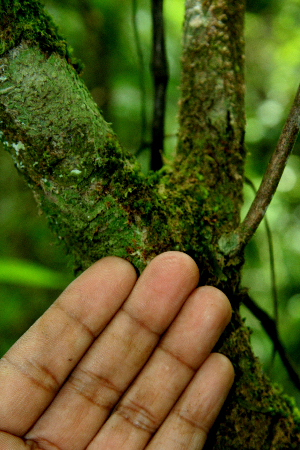  ( - BioBot01602)  @11 [ ] CreativeCommons - Attribution Non-Commercial Share-Alike (2010) Daniel H. Janzen Guanacaste Dry Forest Conservation Fund