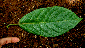  ( - BioBot01602)  @11 [ ] CreativeCommons - Attribution Non-Commercial Share-Alike (2010) Daniel H. Janzen Guanacaste Dry Forest Conservation Fund