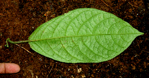  ( - BioBot01602)  @11 [ ] CreativeCommons - Attribution Non-Commercial Share-Alike (2010) Daniel H. Janzen Guanacaste Dry Forest Conservation Fund