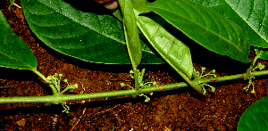  ( - BioBot01602)  @11 [ ] CreativeCommons - Attribution Non-Commercial Share-Alike (2010) Daniel H. Janzen Guanacaste Dry Forest Conservation Fund