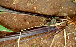  ( - BioBot01608)  @11 [ ] CreativeCommons - Attribution Non-Commercial Share-Alike (2010) Daniel H. Janzen Guanacaste Dry Forest Conservation Fund