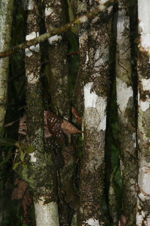  ( - BioBot01609)  @11 [ ] CreativeCommons - Attribution Non-Commercial Share-Alike (2010) Daniel H. Janzen Guanacaste Dry Forest Conservation Fund