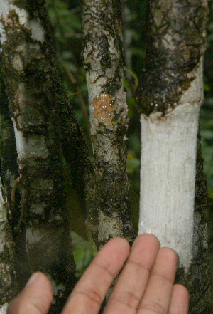  ( - BioBot01609)  @11 [ ] CreativeCommons - Attribution Non-Commercial Share-Alike (2010) Daniel H. Janzen Guanacaste Dry Forest Conservation Fund