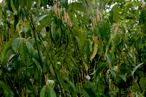  ( - BioBot01610)  @11 [ ] CreativeCommons - Attribution Non-Commercial Share-Alike (2010) Daniel H. Janzen Guanacaste Dry Forest Conservation Fund
