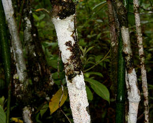  ( - BioBot01610)  @11 [ ] CreativeCommons - Attribution Non-Commercial Share-Alike (2010) Daniel H. Janzen Guanacaste Dry Forest Conservation Fund