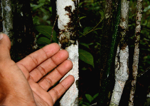  ( - BioBot01610)  @11 [ ] CreativeCommons - Attribution Non-Commercial Share-Alike (2010) Daniel H. Janzen Guanacaste Dry Forest Conservation Fund