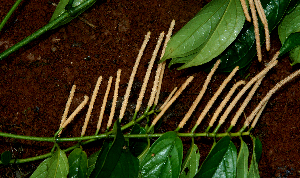  ( - BioBot01610)  @11 [ ] CreativeCommons - Attribution Non-Commercial Share-Alike (2010) Daniel H. Janzen Guanacaste Dry Forest Conservation Fund