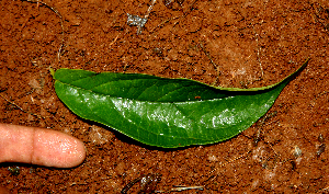  ( - BioBot01610)  @11 [ ] CreativeCommons - Attribution Non-Commercial Share-Alike (2010) Daniel H. Janzen Guanacaste Dry Forest Conservation Fund