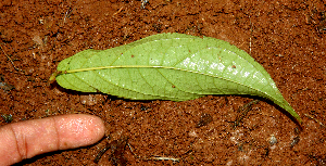 ( - BioBot01610)  @11 [ ] CreativeCommons - Attribution Non-Commercial Share-Alike (2010) Daniel H. Janzen Guanacaste Dry Forest Conservation Fund