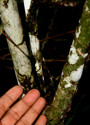  ( - BioBot01611)  @11 [ ] CreativeCommons - Attribution Non-Commercial Share-Alike (2010) Daniel H. Janzen Guanacaste Dry Forest Conservation Fund
