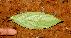  ( - BioBot01611)  @11 [ ] CreativeCommons - Attribution Non-Commercial Share-Alike (2010) Daniel H. Janzen Guanacaste Dry Forest Conservation Fund