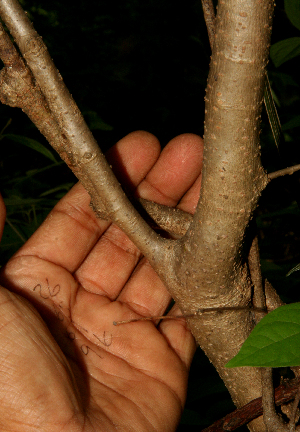  ( - BioBot01625)  @11 [ ] CreativeCommons - Attribution Non-Commercial Share-Alike (2010) Daniel H. Janzen Guanacaste Dry Forest Conservation Fund