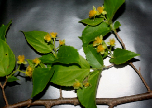  ( - BioBot01625)  @11 [ ] CreativeCommons - Attribution Non-Commercial Share-Alike (2010) Daniel H. Janzen Guanacaste Dry Forest Conservation Fund