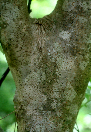  (Prockia crusis - BioBot01626)  @11 [ ] CreativeCommons - Attribution Non-Commercial Share-Alike (2010) Daniel H. Janzen Guanacaste Dry Forest Conservation Fund