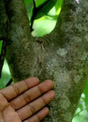  ( - BioBot01626)  @11 [ ] CreativeCommons - Attribution Non-Commercial Share-Alike (2010) Daniel H. Janzen Guanacaste Dry Forest Conservation Fund