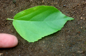  ( - BioBot01626)  @11 [ ] CreativeCommons - Attribution Non-Commercial Share-Alike (2010) Daniel H. Janzen Guanacaste Dry Forest Conservation Fund