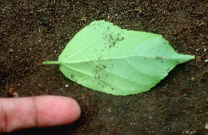  ( - BioBot01626)  @11 [ ] CreativeCommons - Attribution Non-Commercial Share-Alike (2010) Daniel H. Janzen Guanacaste Dry Forest Conservation Fund