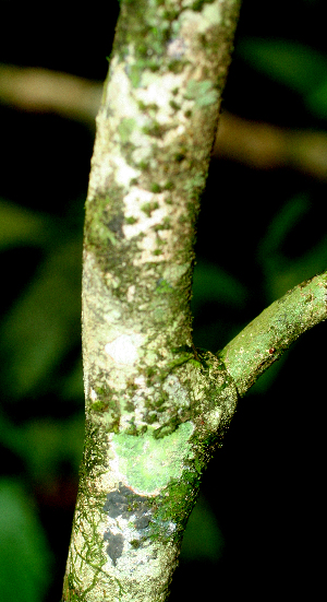  ( - BioBot01633)  @11 [ ] CreativeCommons - Attribution Non-Commercial Share-Alike (2010) Daniel H. Janzen Guanacaste Dry Forest Conservation Fund