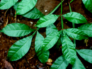  ( - BioBot01633)  @11 [ ] CreativeCommons - Attribution Non-Commercial Share-Alike (2010) Daniel H. Janzen Guanacaste Dry Forest Conservation Fund