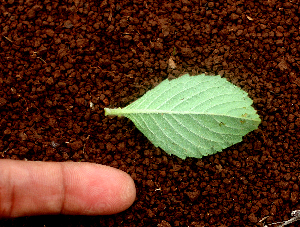  ( - BioBot01639)  @11 [ ] CreativeCommons - Attribution Non-Commercial Share-Alike (2010) Daniel H. Janzen Guanacaste Dry Forest Conservation Fund