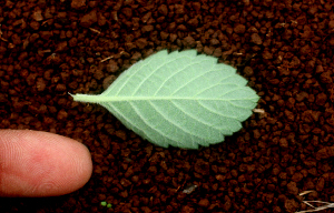  ( - BioBot01640)  @11 [ ] CreativeCommons - Attribution Non-Commercial Share-Alike (2010) Daniel H. Janzen Guanacaste Dry Forest Conservation Fund