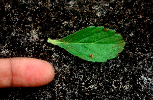  ( - BioBot01641)  @11 [ ] CreativeCommons - Attribution Non-Commercial Share-Alike (2010) Daniel H. Janzen Guanacaste Dry Forest Conservation Fund