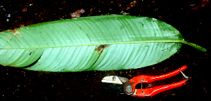  (Heliconia mathiasiae - BioBot01654)  @11 [ ] CreativeCommons - Attribution Non-Commercial Share-Alike (2010) Daniel H. Janzen Guanacaste Dry Forest Conservation Fund