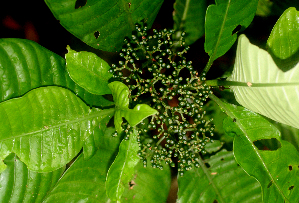  ( - BioBot01657)  @11 [ ] CreativeCommons - Attribution Non-Commercial Share-Alike (2010) Daniel H. Janzen Guanacaste Dry Forest Conservation Fund